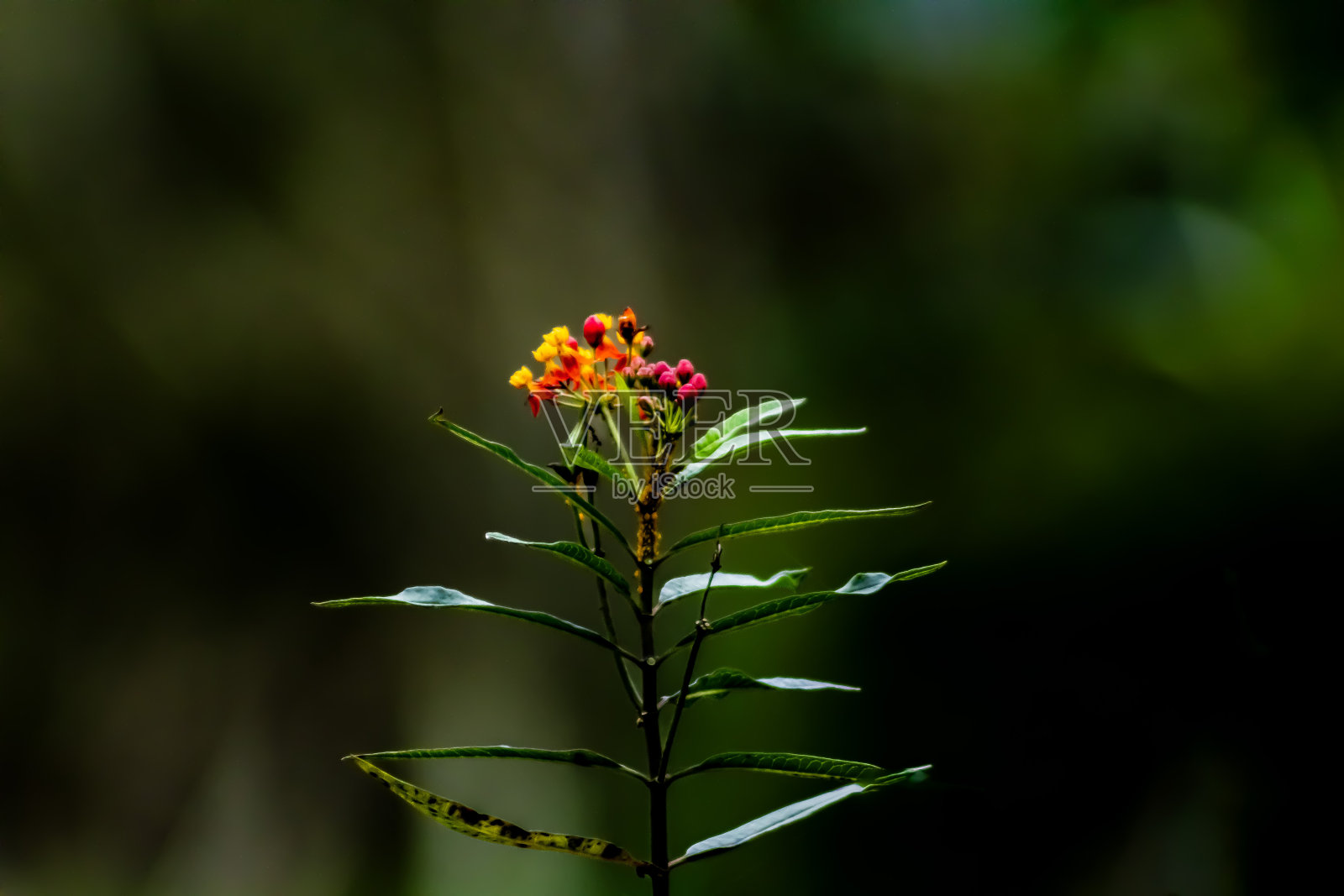 野灌木照片摄影图片