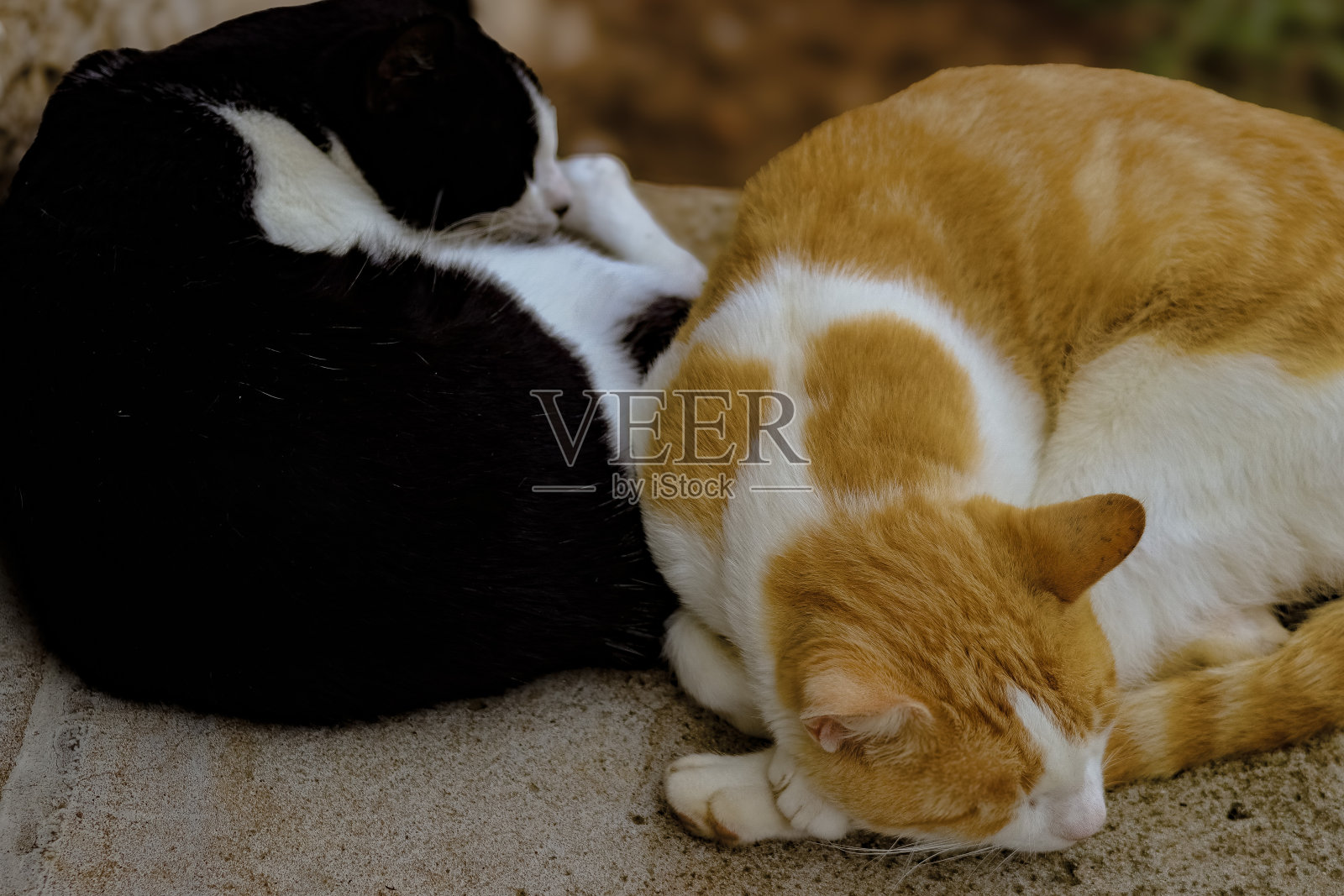 猫睡在一起照片摄影图片