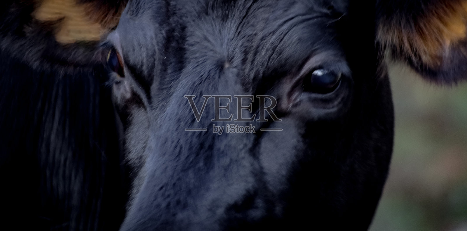 牛奶小腿照片摄影图片