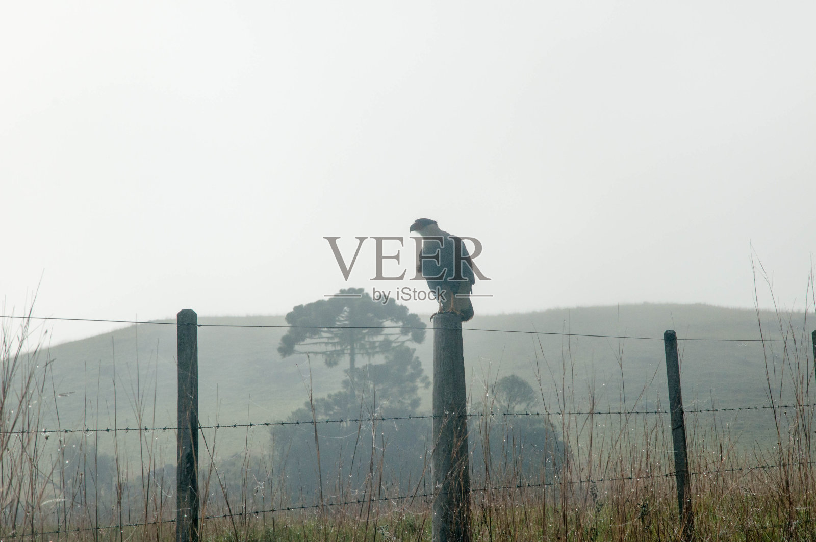 草地上的猛禽照片摄影图片