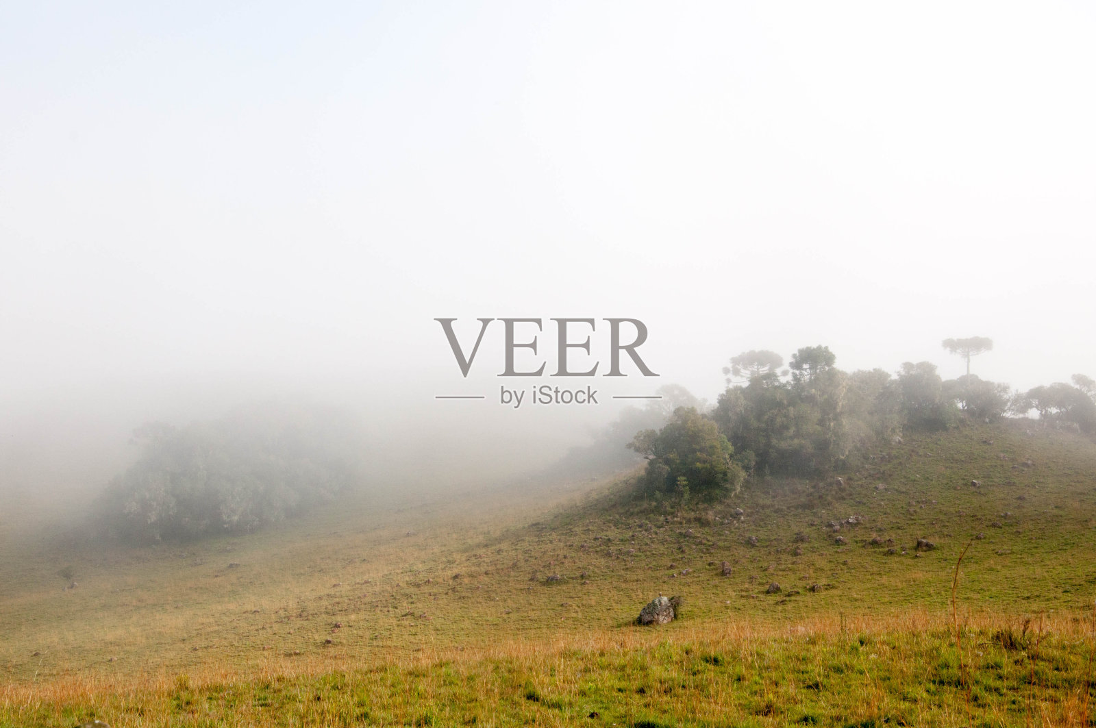 有树木的草地景观照片摄影图片