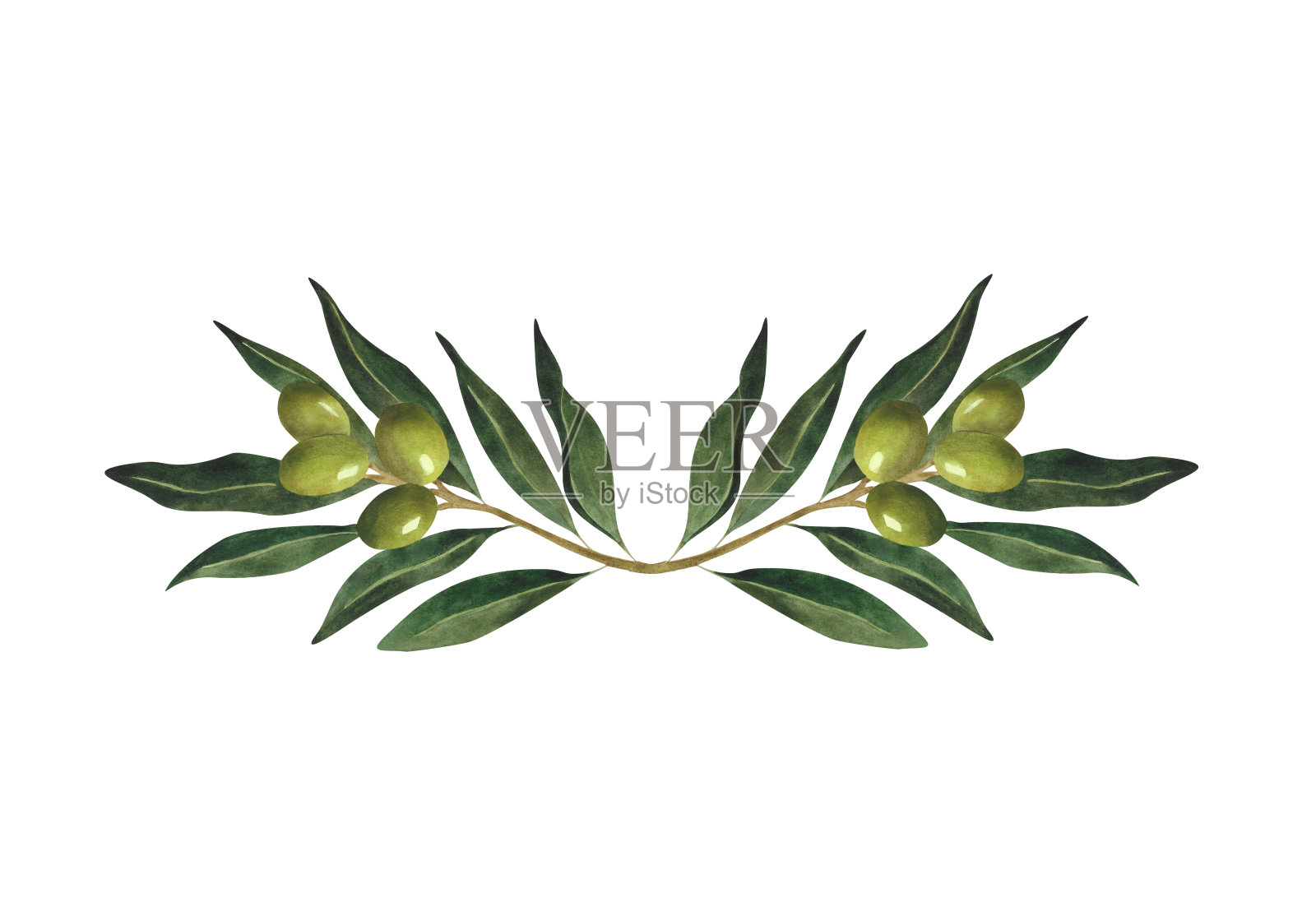 水彩画橄榄枝组成绿色插图橄榄油标志明信片海报印刷邀请预制设计包装纸壁纸装饰意大利植物有机天然植物插画图片素材