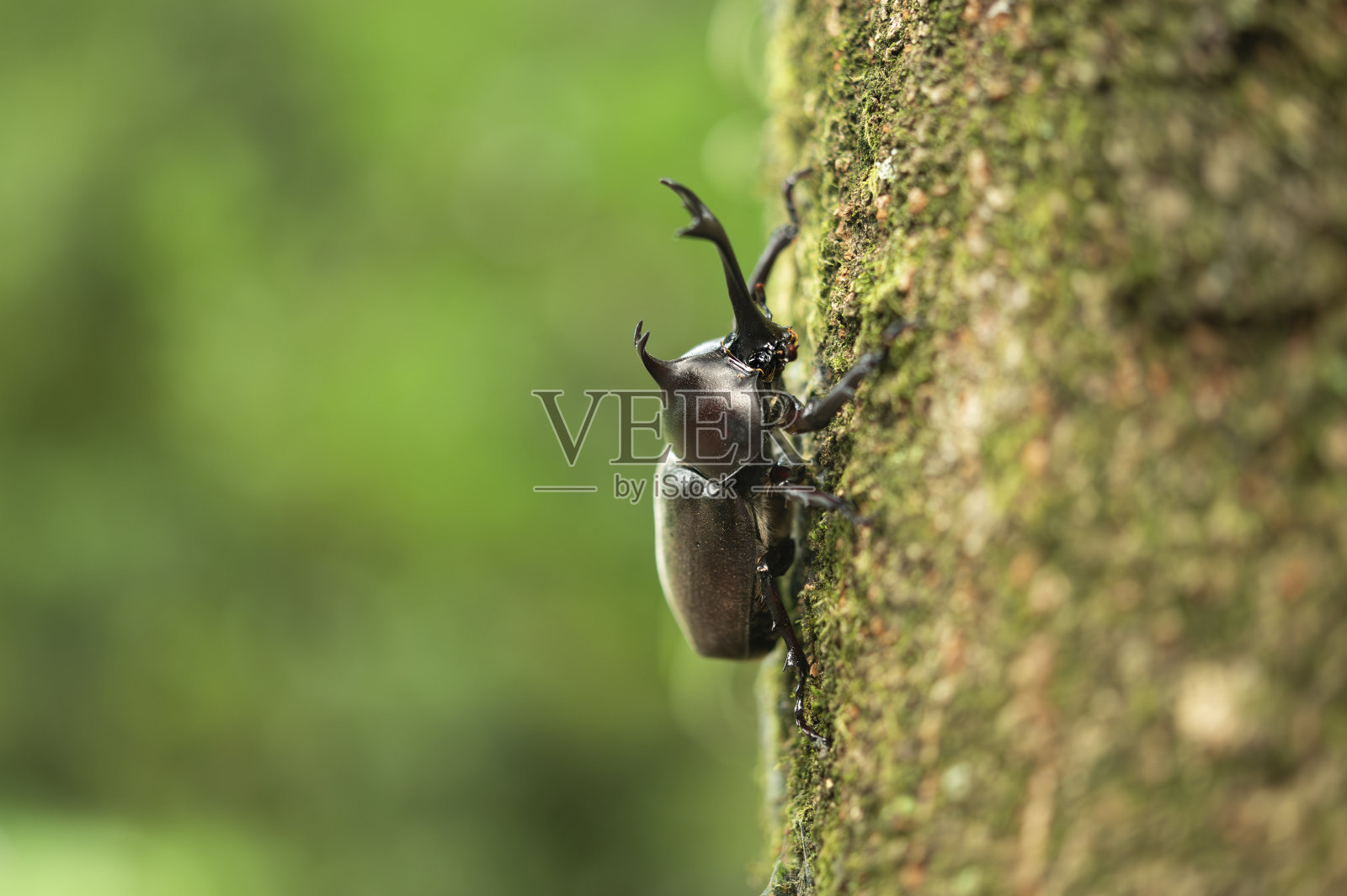 日本犀牛甲虫在夏天爬上树干。照片摄影图片