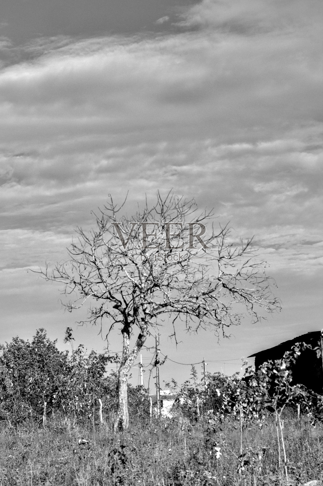 一棵树的黑白照片照片摄影图片