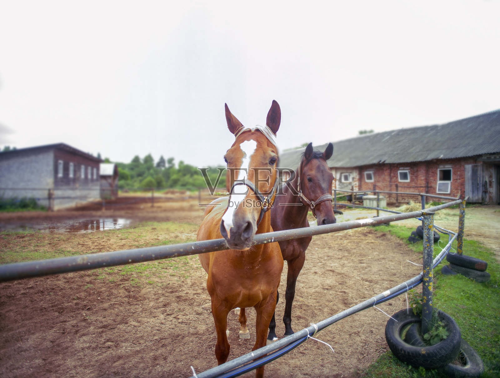 两匹马在畜栏里摆姿势照片摄影图片
