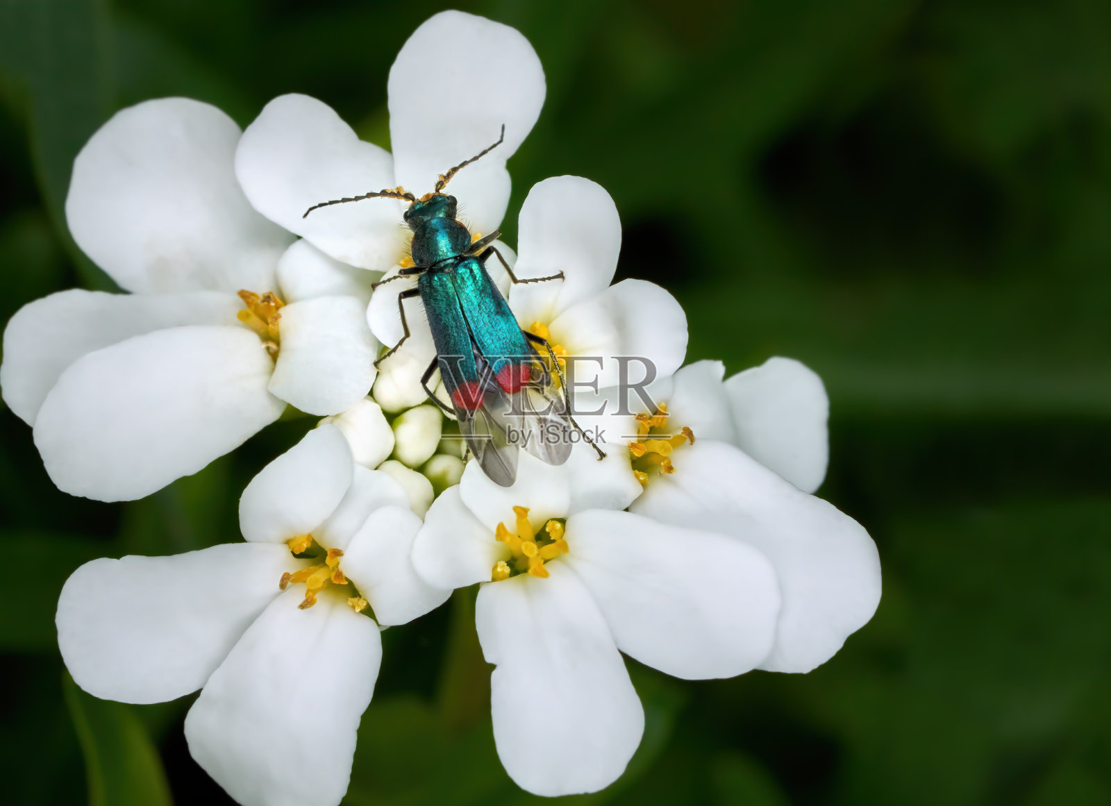 常绿蜜糖丛上的孔雀石甲虫(Malachius bipustulatus)照片摄影图片