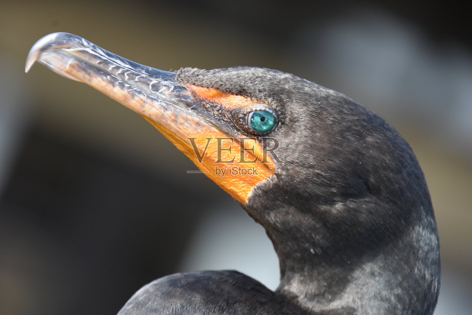 漂亮的鸬鹚特写照片摄影图片