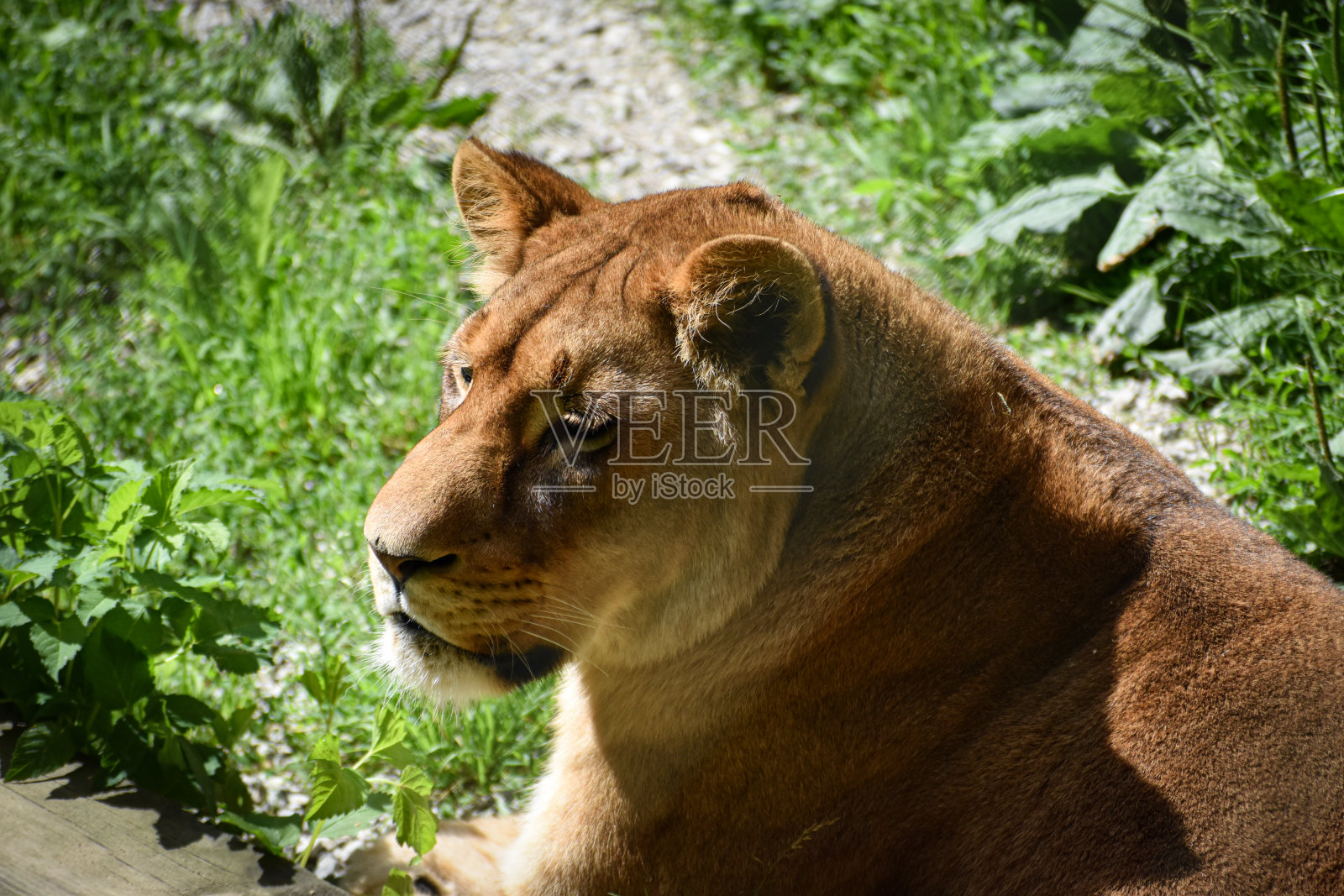 母狮照片摄影图片