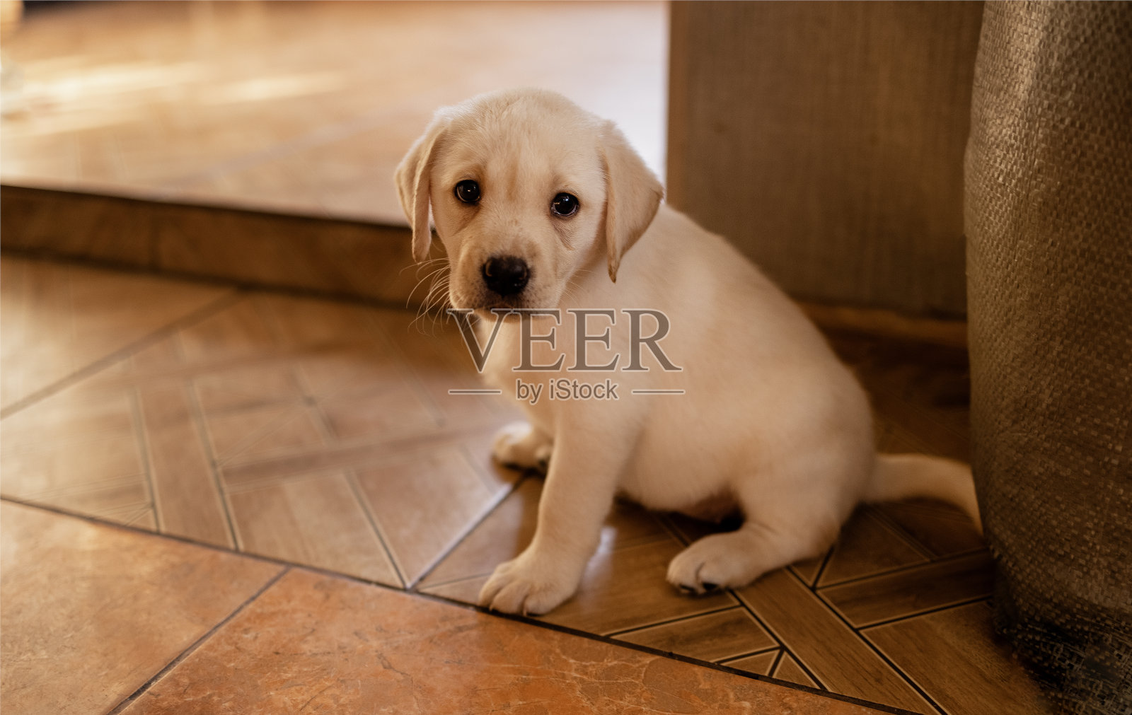 房子地板上一只可爱小狗的特写。房间里有一只可爱的金色拉布拉多狗。照片摄影图片