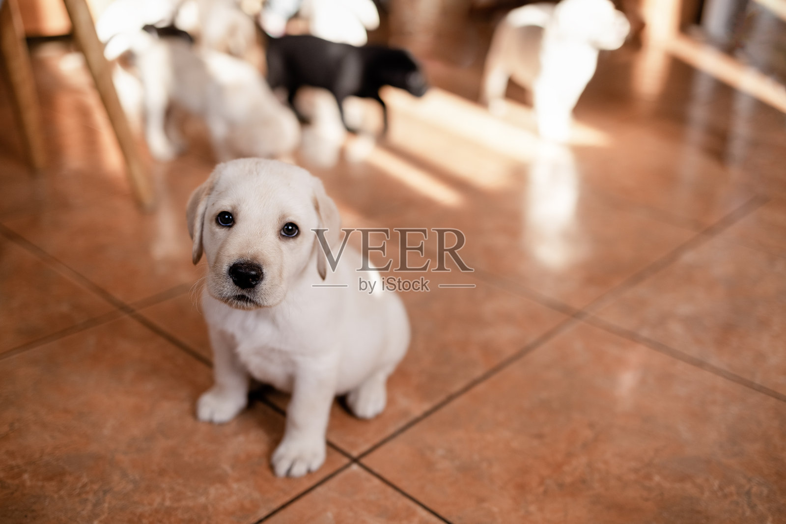 房子地板上一只可爱的小狗的特写。一只漂亮的金色拉布拉多狗。照片摄影图片