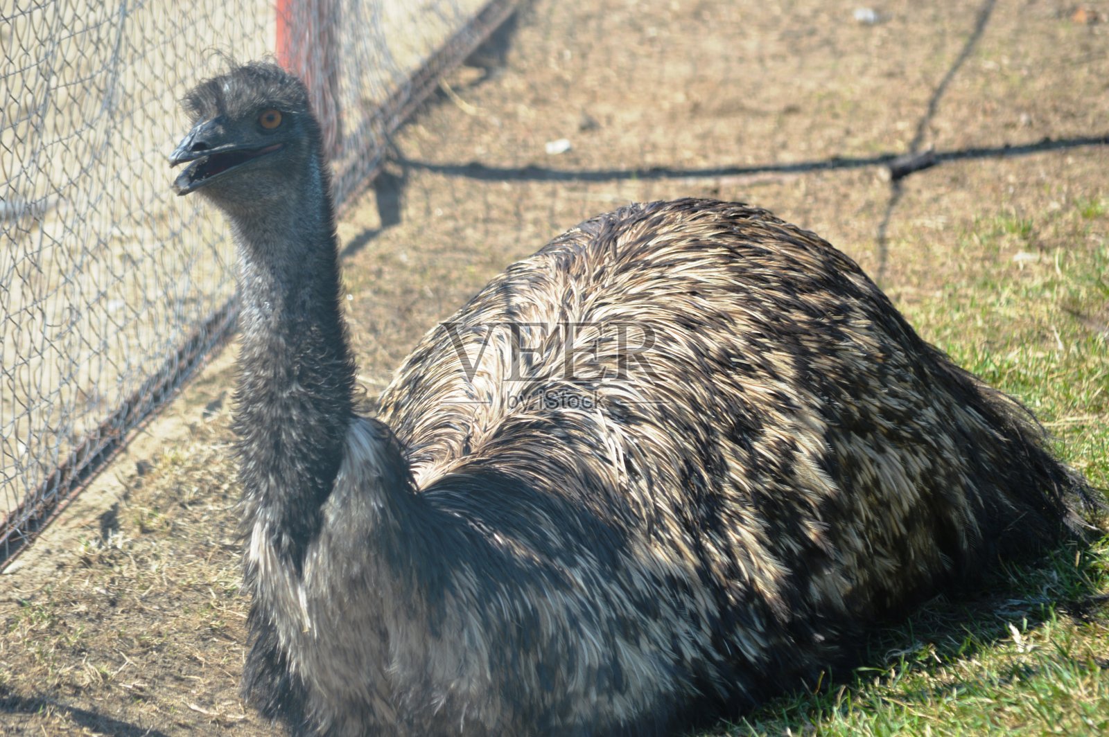 鸵鸟农场照片摄影图片