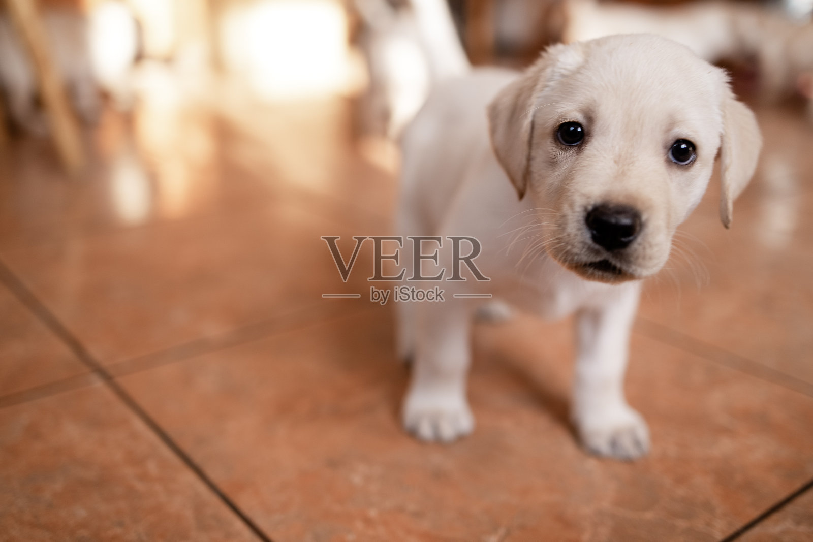 房子地板上一只可爱的小狗的特写照片摄影图片