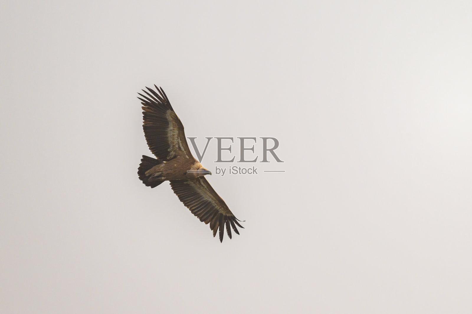 一只狮鹫兀鹫在灰色的天空前飞翔照片摄影图片