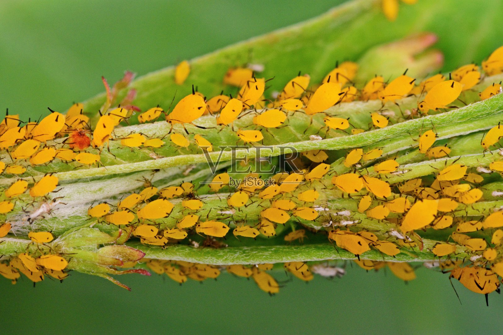蚜虫群落的分支动物行为。照片摄影图片