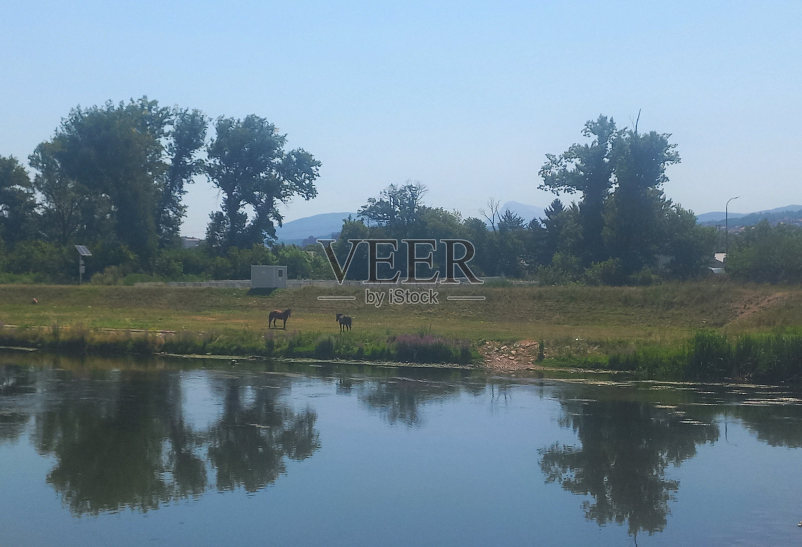 河边草地上的马照片摄影图片