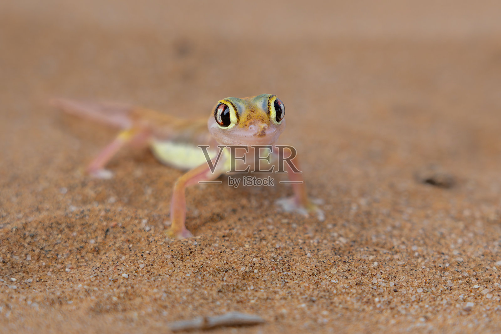 纳米布沙漠壁虎也被称为科科蹼足壁虎照片摄影图片