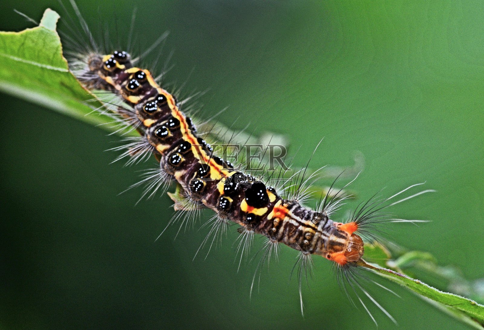 毛虫对咬叶的动物行为。照片摄影图片