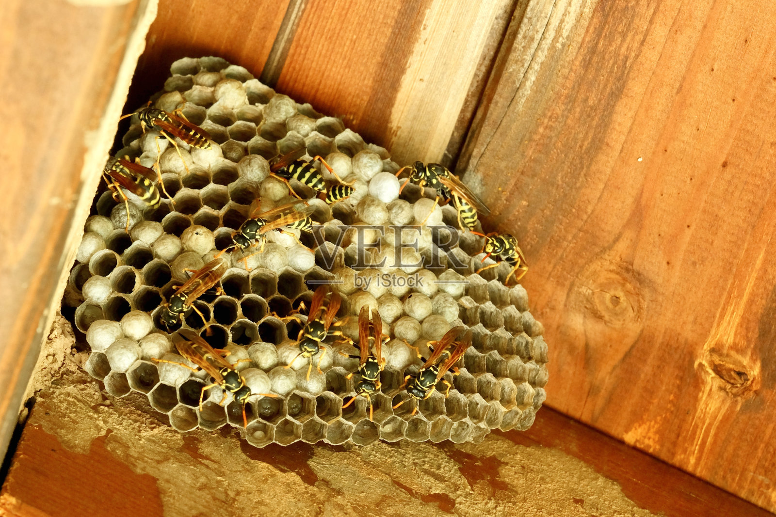 黄蜂在他们的小纸房子里照片摄影图片