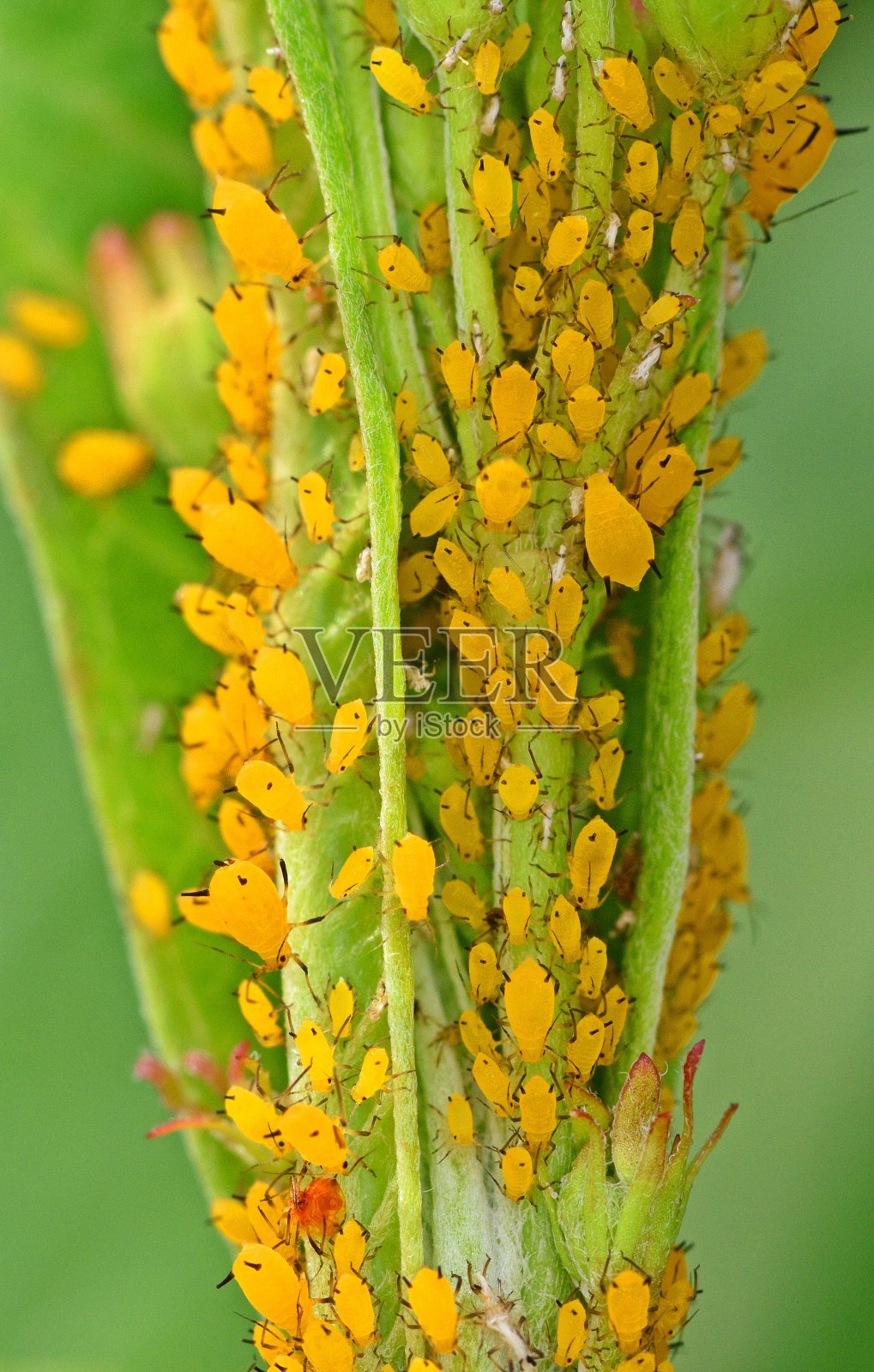 蚜虫群落的分支动物行为。照片摄影图片