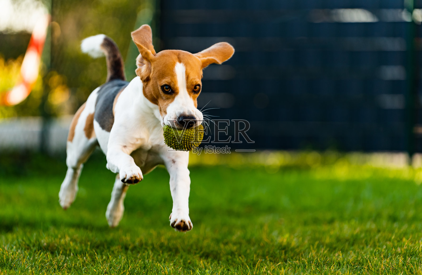 狗在阳光下奔跑照片摄影图片