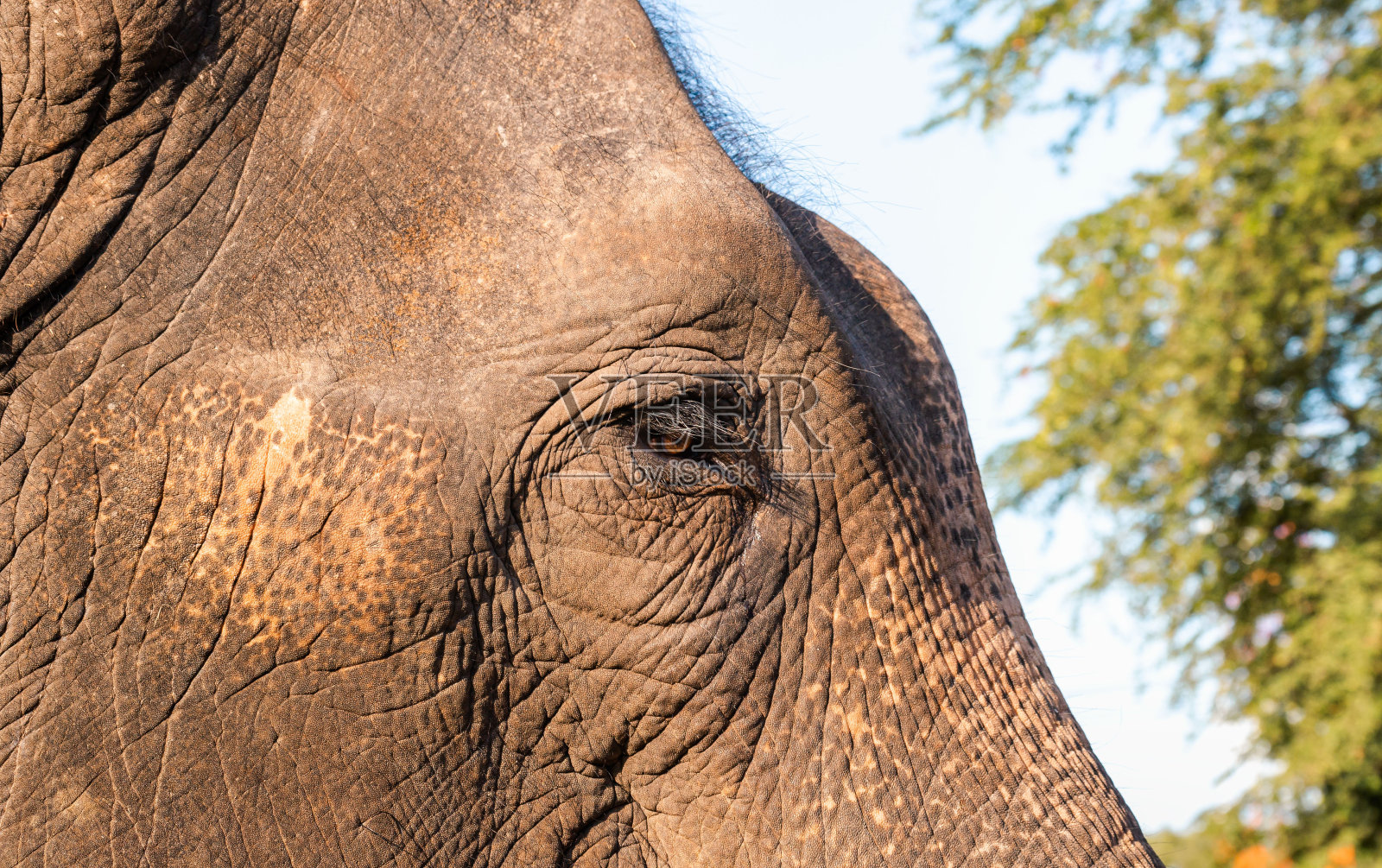 近距离观察亚洲象头。泰国的亚洲象，泰国大象自然公园。站在自然背景上的雌象。照片摄影图片