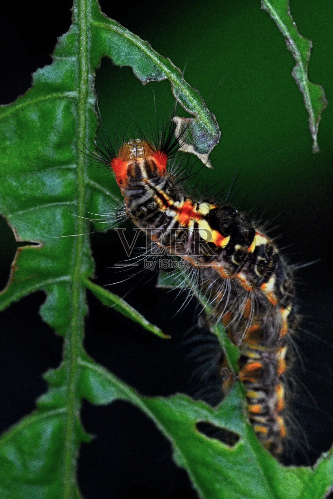 毛虫对咬叶的动物行为。照片摄影图片