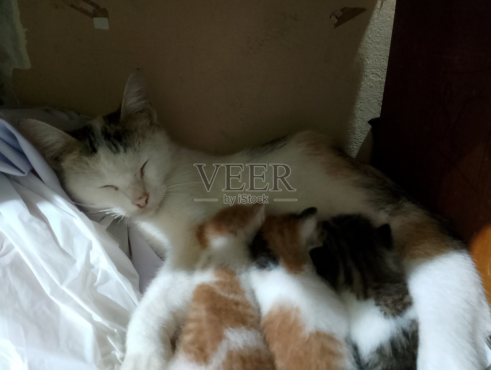 猫和她的小猫照片摄影图片