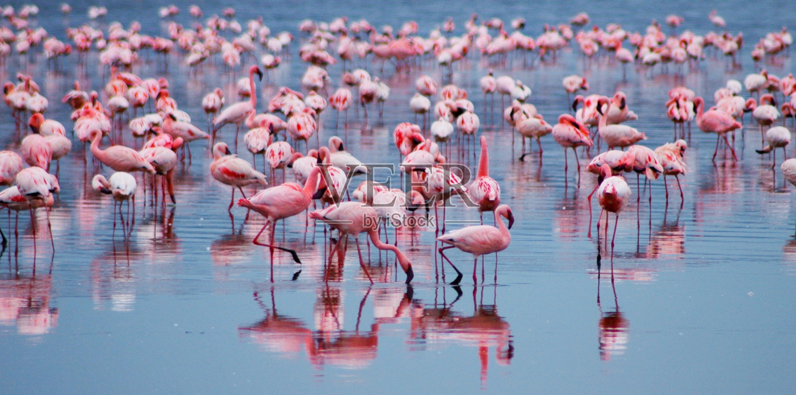 湖中的火烈鸟照片摄影图片