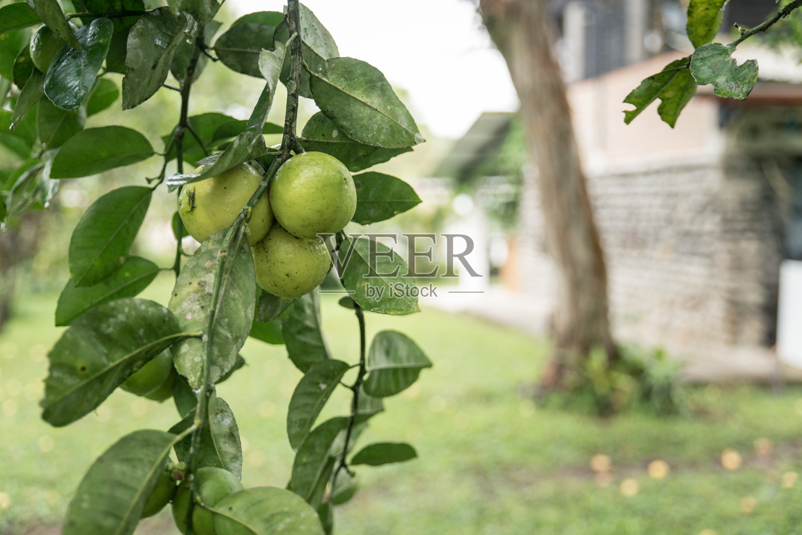 长在树上的番石榴照片摄影图片
