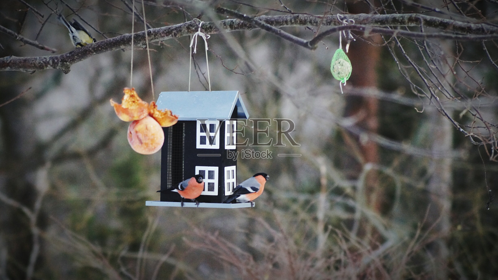 栖息在鸟窝上的鸟的特写照片摄影图片