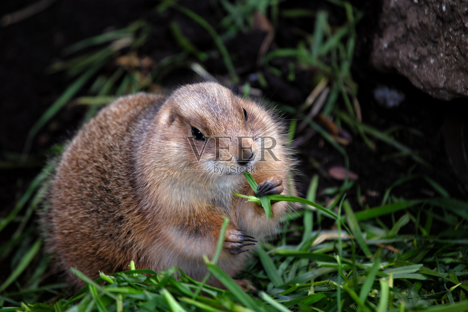 草原土拨鼠(土拨鼠属)在其自然栖息地照片摄影图片