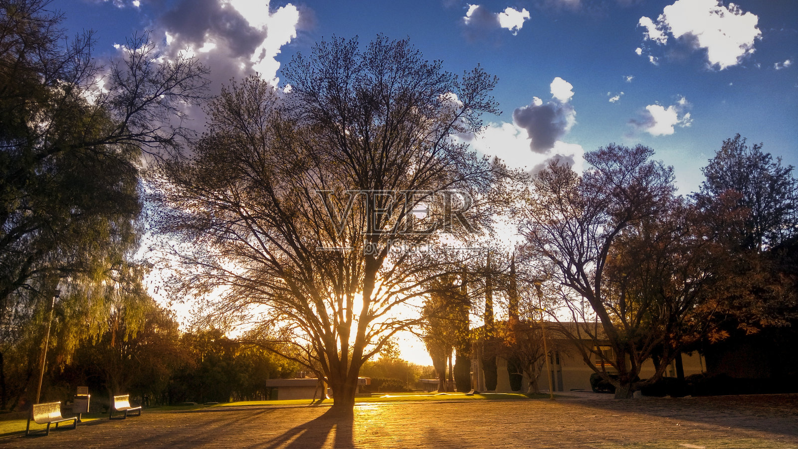 光秃秃的树间的路对着天空照片摄影图片