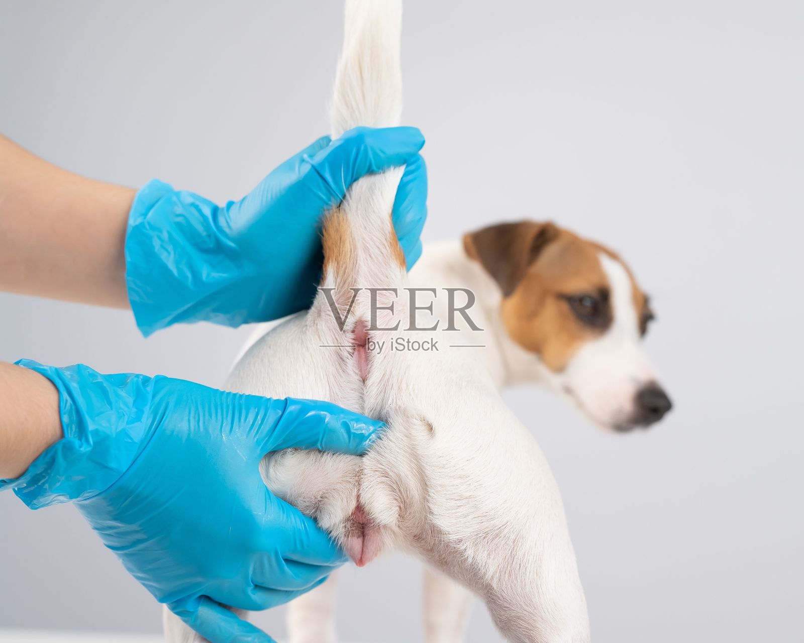 兽医正在给一只杰克罗素梗犬做直肠检查。照片摄影图片