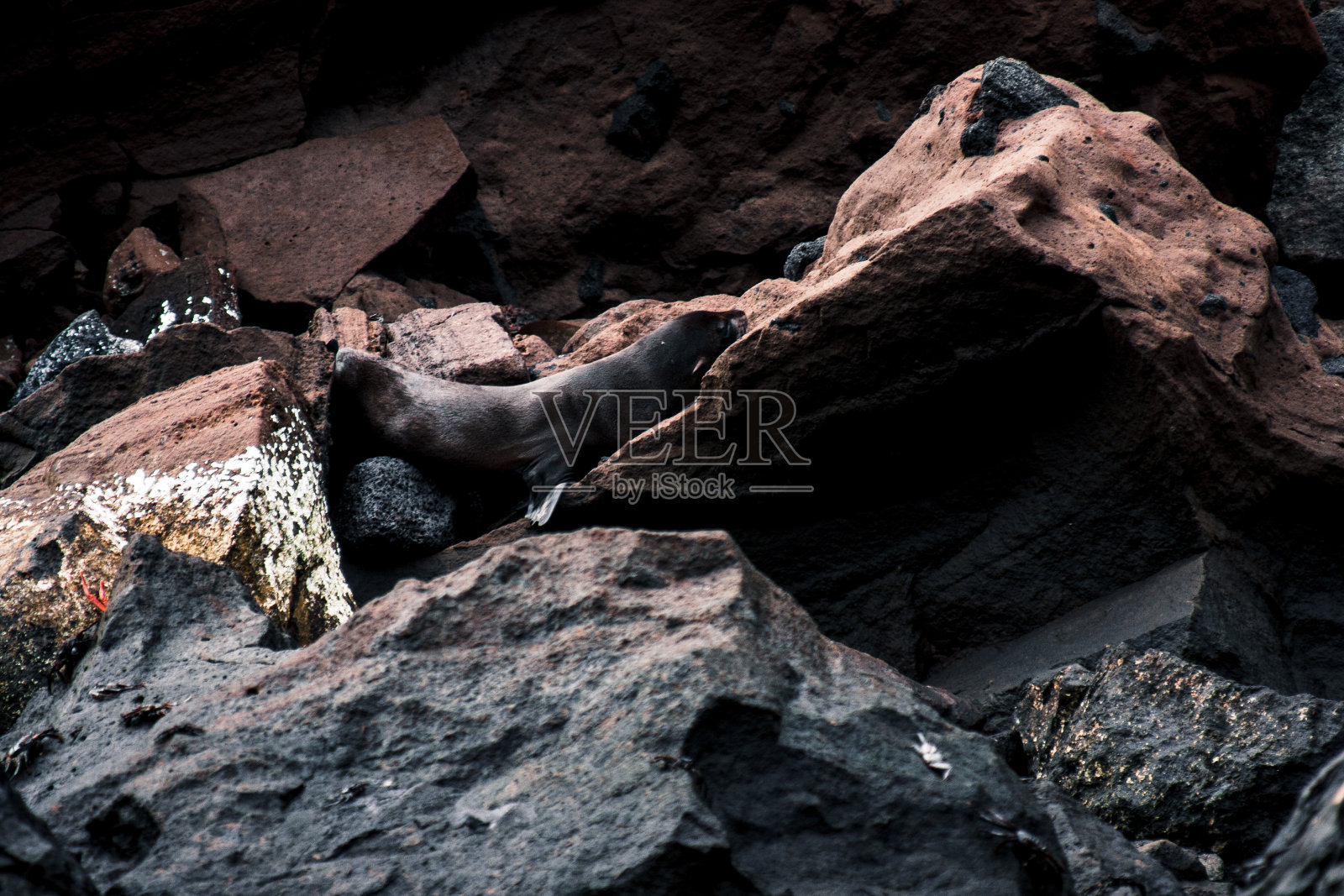 加拉帕戈斯海狮在岩石栖息地照片摄影图片