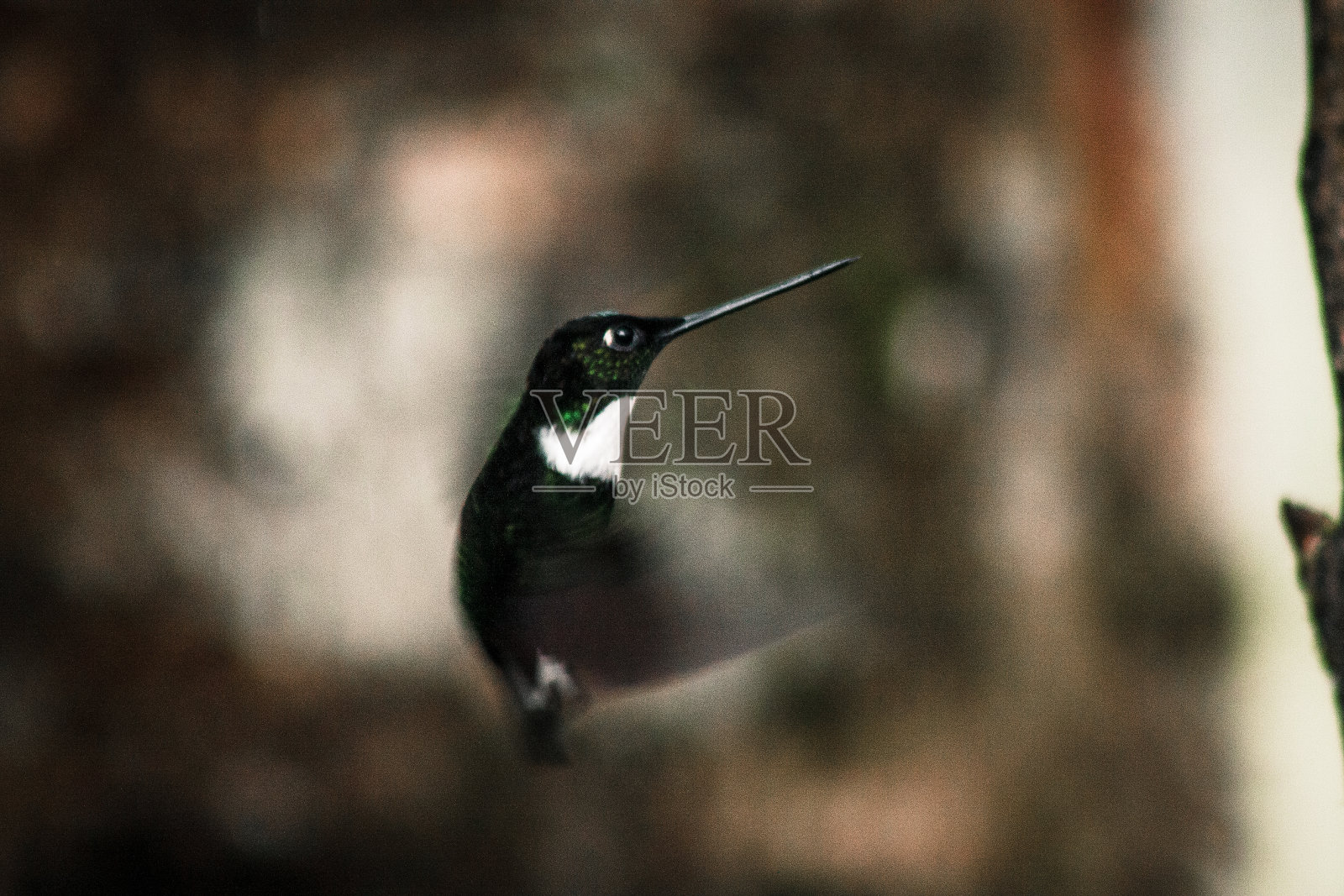 在厄瓜多尔布埃纳文图拉热带保护区飞行的蜂鸟照片摄影图片