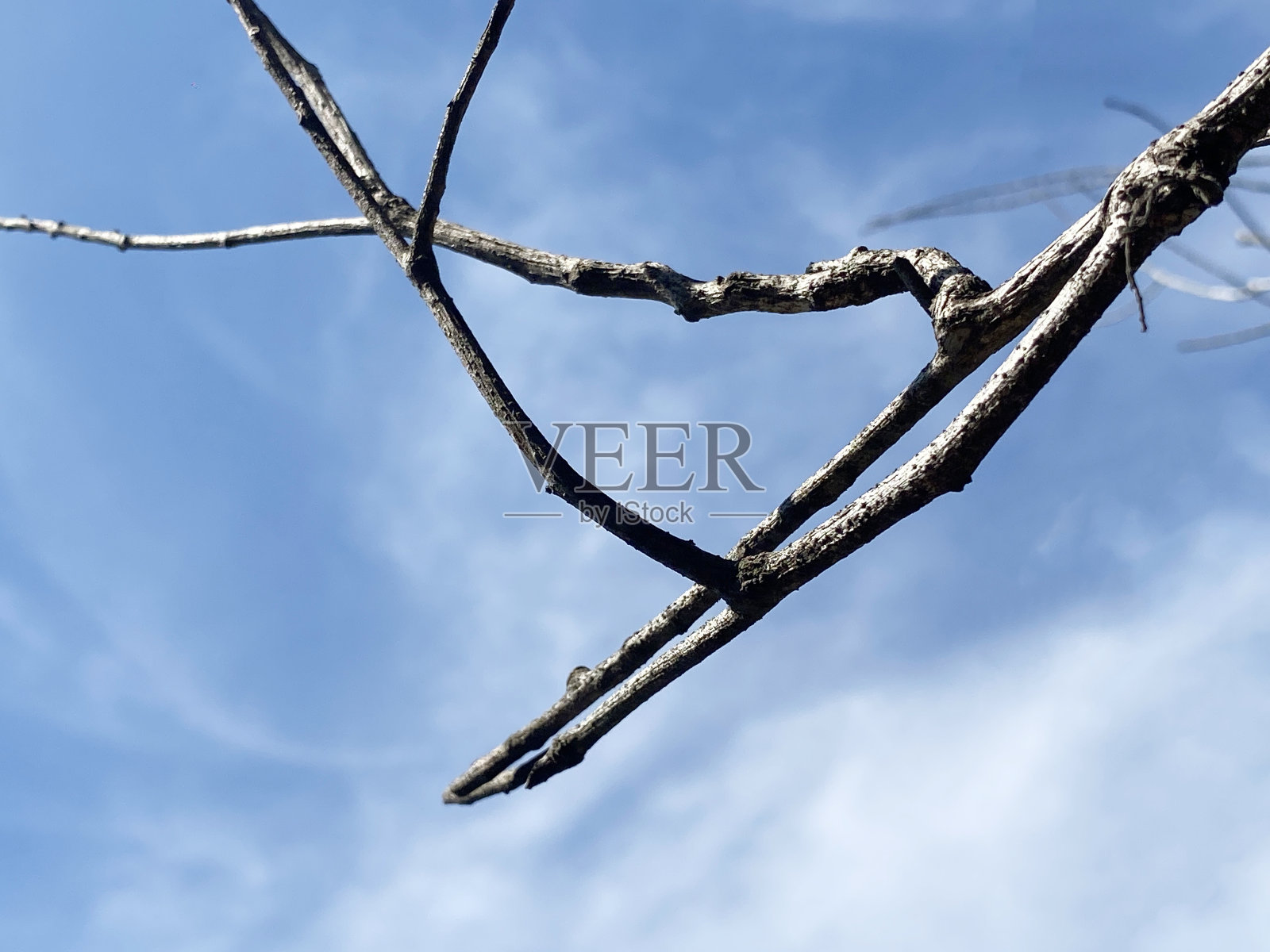干树枝在蓝天的背景照片摄影图片