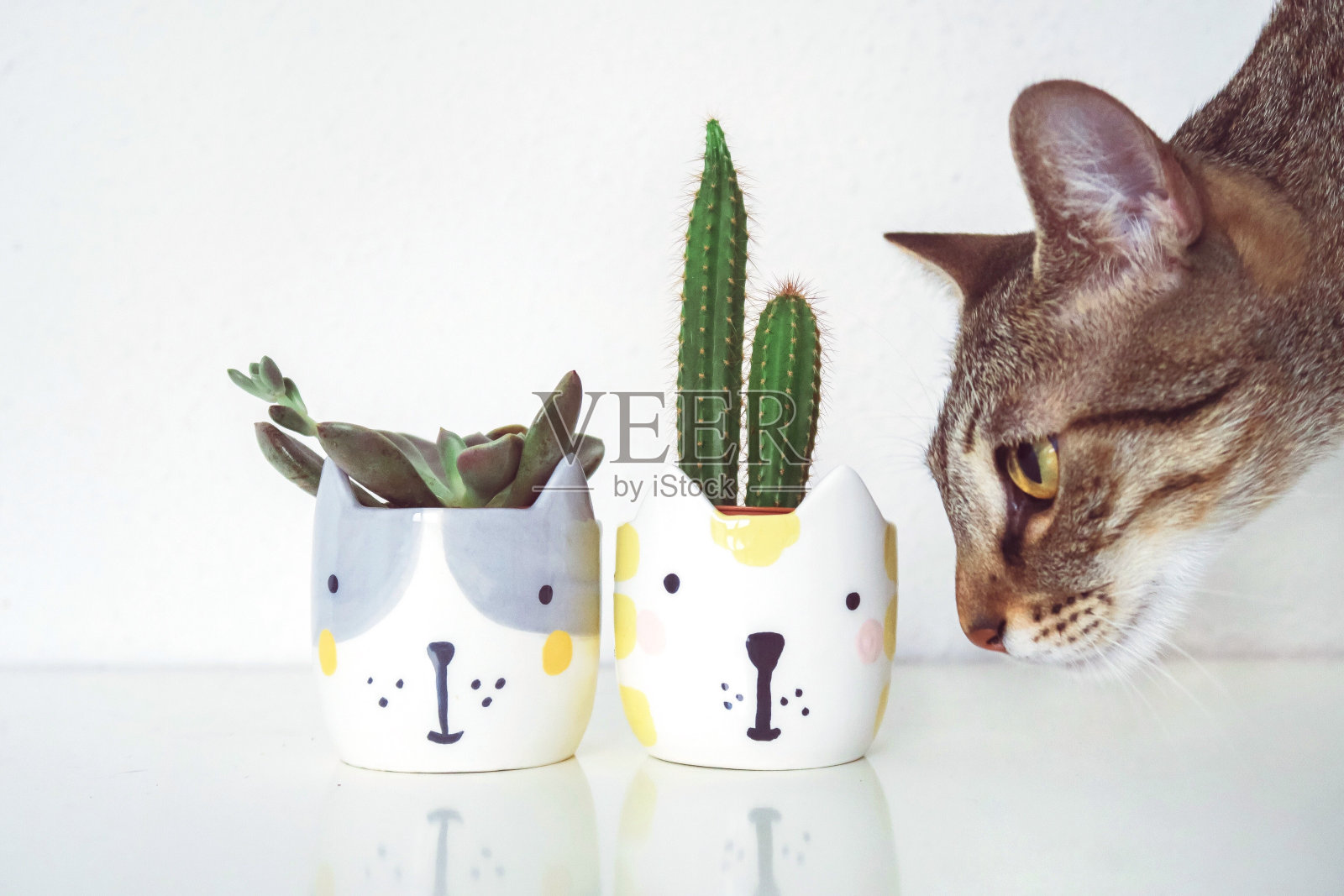 猫看白色桌子上盆栽的特写照片摄影图片