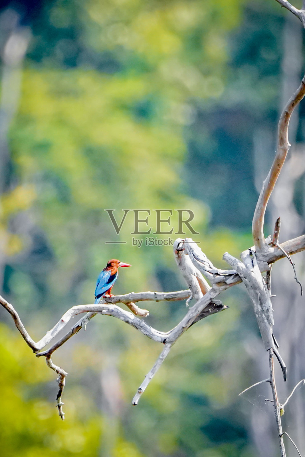 色彩斑斓的鸟在大自然中具有戏剧性的色调照片摄影图片