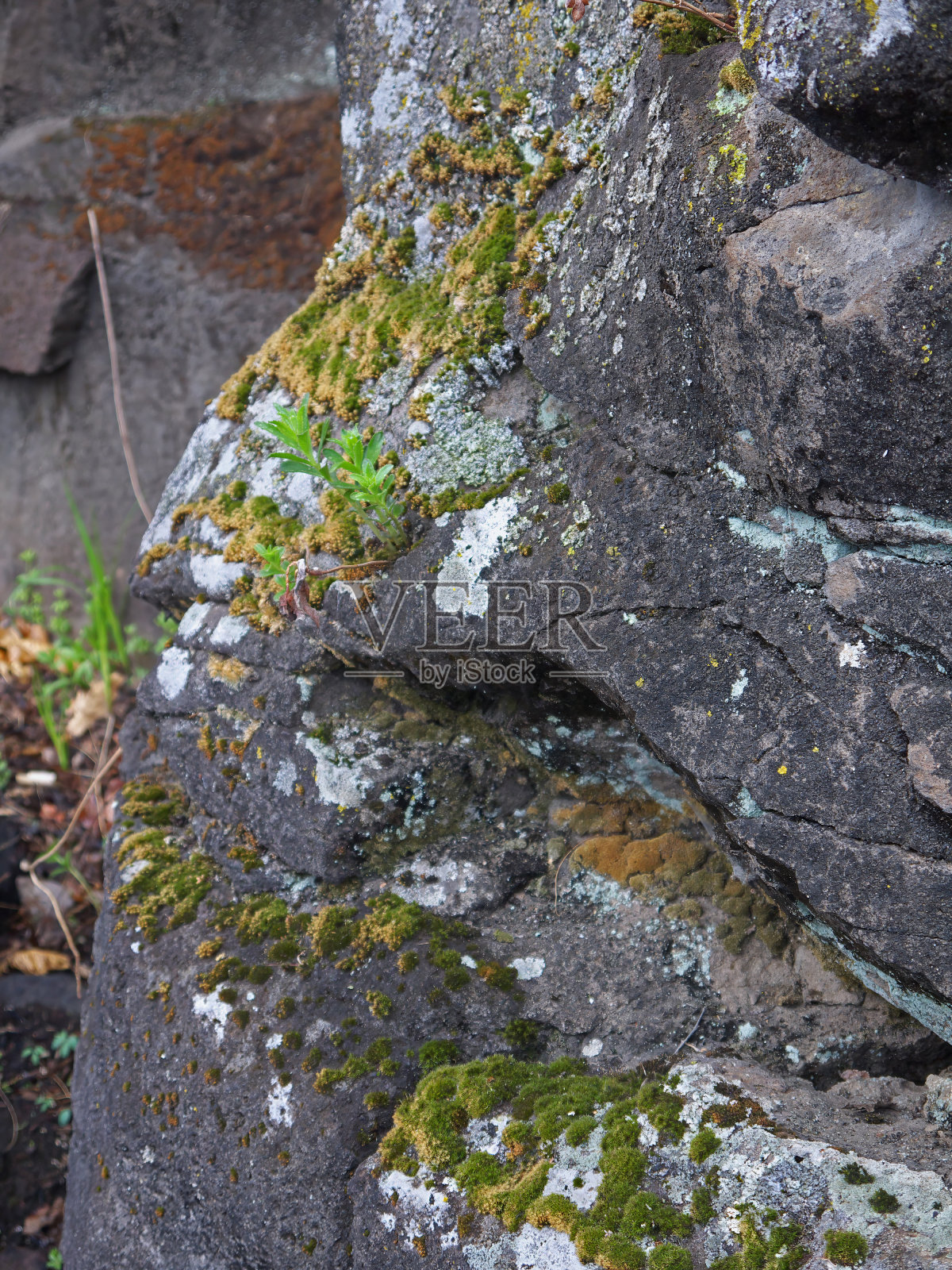长满苔藓和地衣的石头照片摄影图片