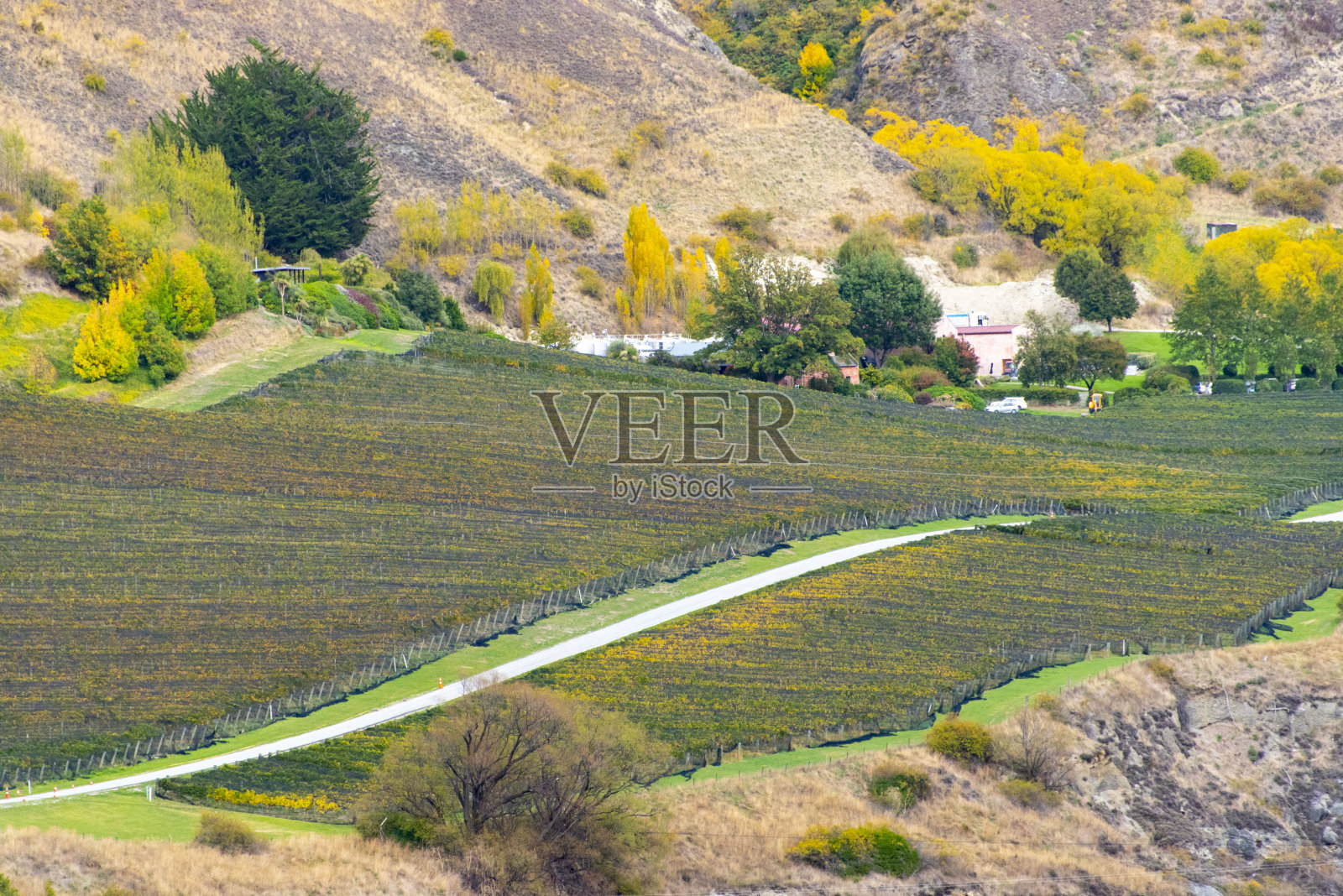 黑皮诺葡萄园照片摄影图片