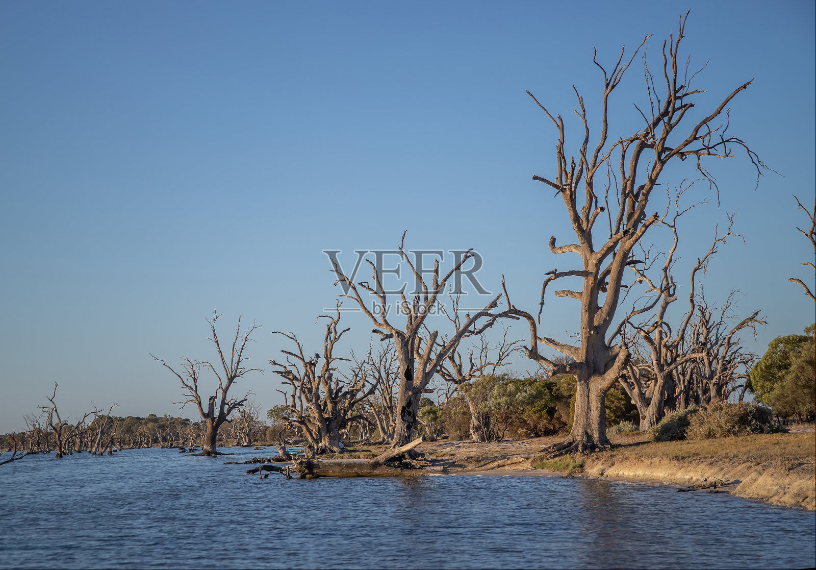 死树立在水中，不寻常的景观，南澳大利亚的贝里湖照片摄影图片