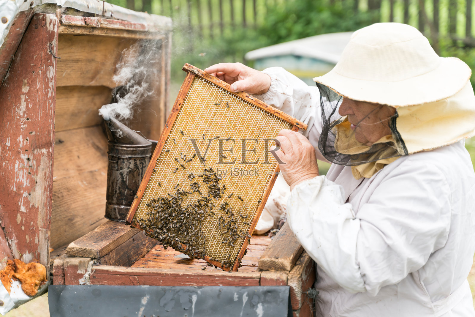 养蜂人在公园里举着一盘蜂巢照片摄影图片