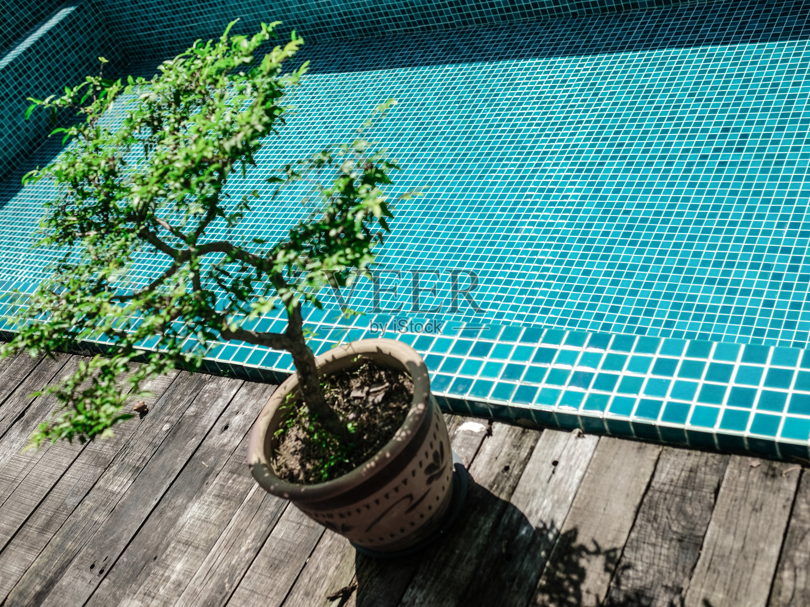 池盆景照片摄影图片