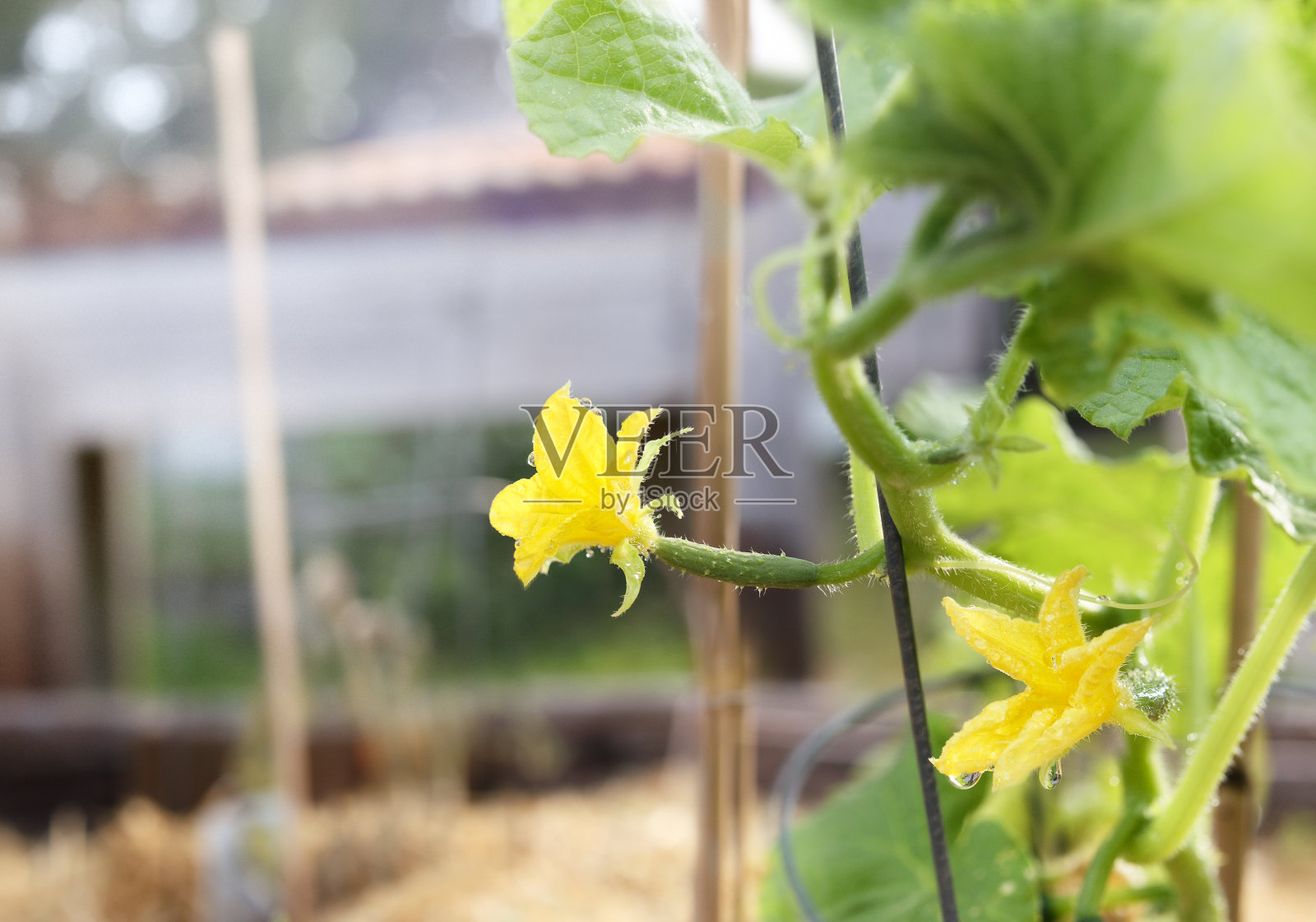 花园中的黄瓜花照片摄影图片