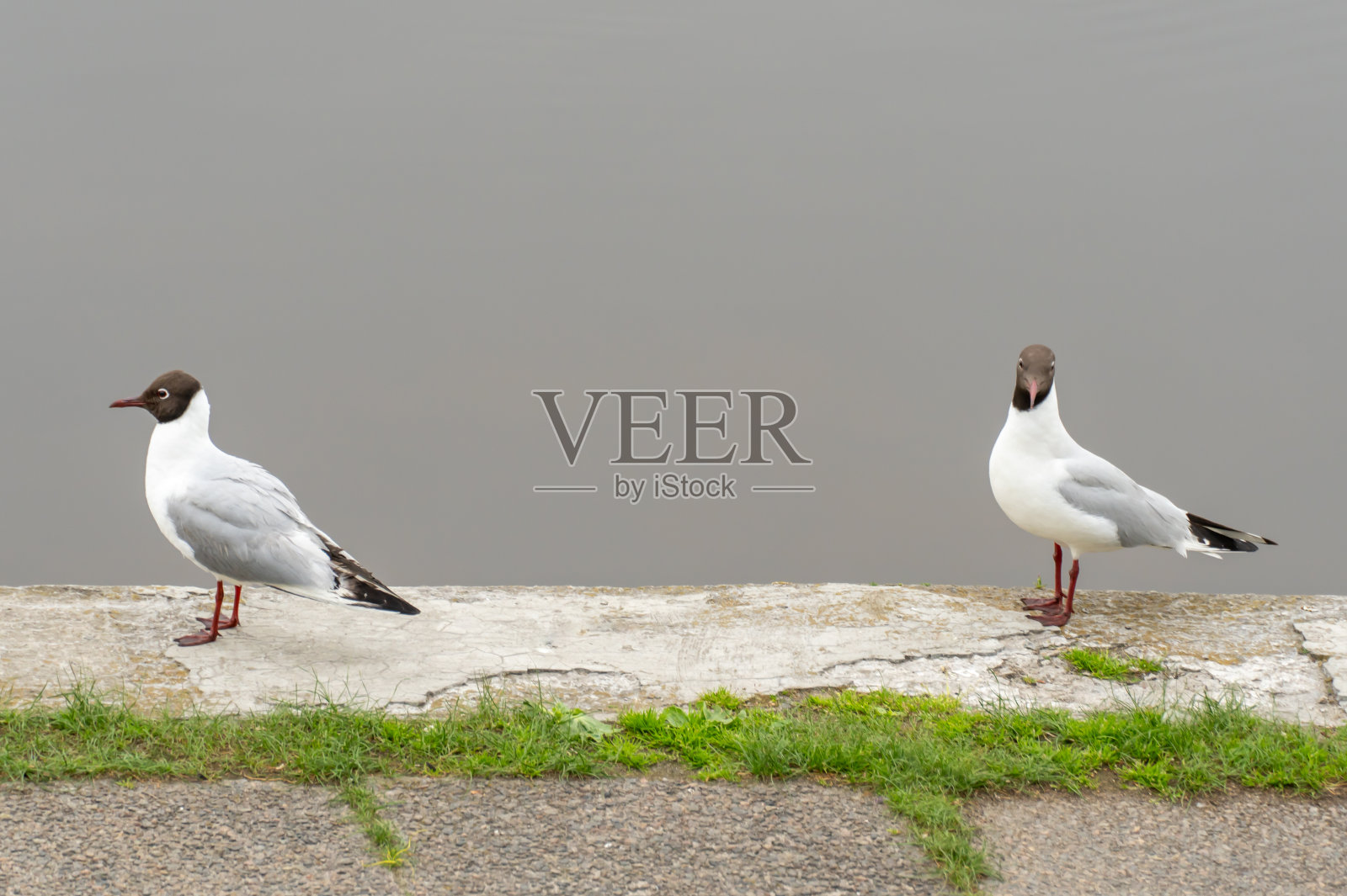 黑头鸥在城市河堤上漫步。照片摄影图片