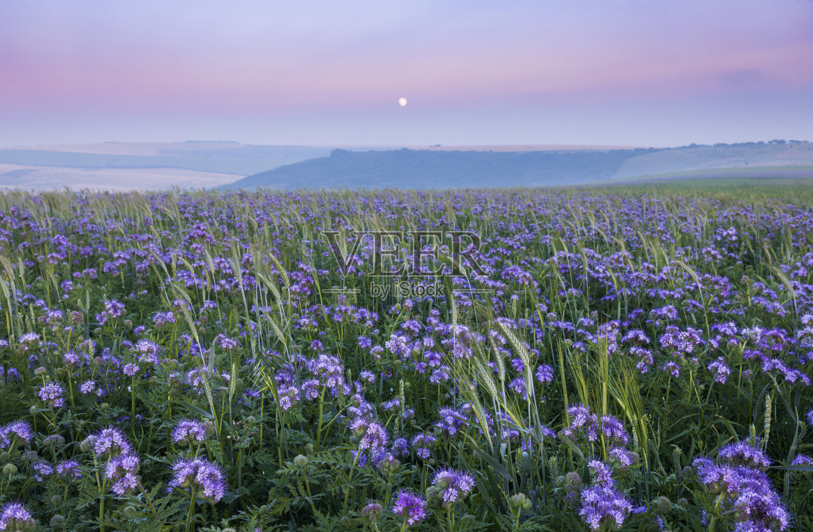 月光从布莱顿南坡升起照片摄影图片
