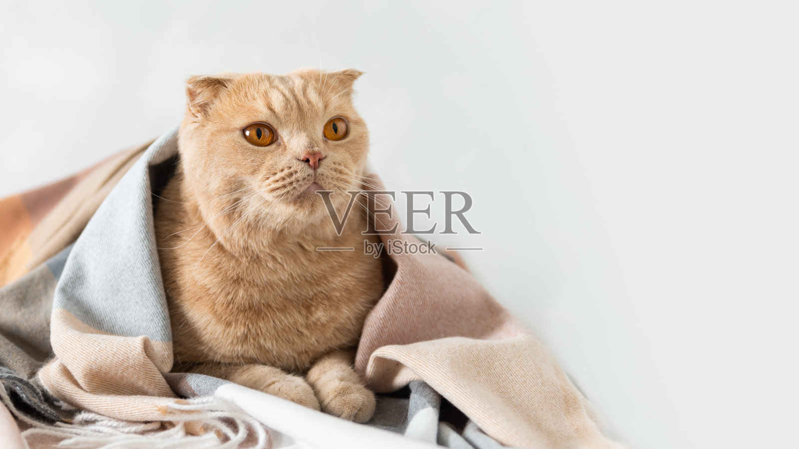 舒适的秋旗。可爱的姜黄色猫在温暖的毯子下躺在家里的床上。家纺，hygge，销售，寒冷天气。副本的空间。照片摄影图片