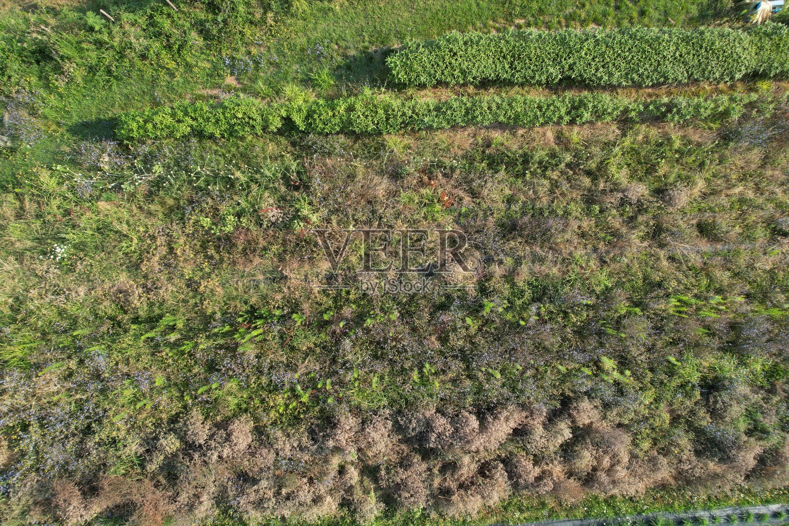 鸟瞰图显示郁郁葱葱的绿色植被和农田上生长的庄稼照片摄影图片
