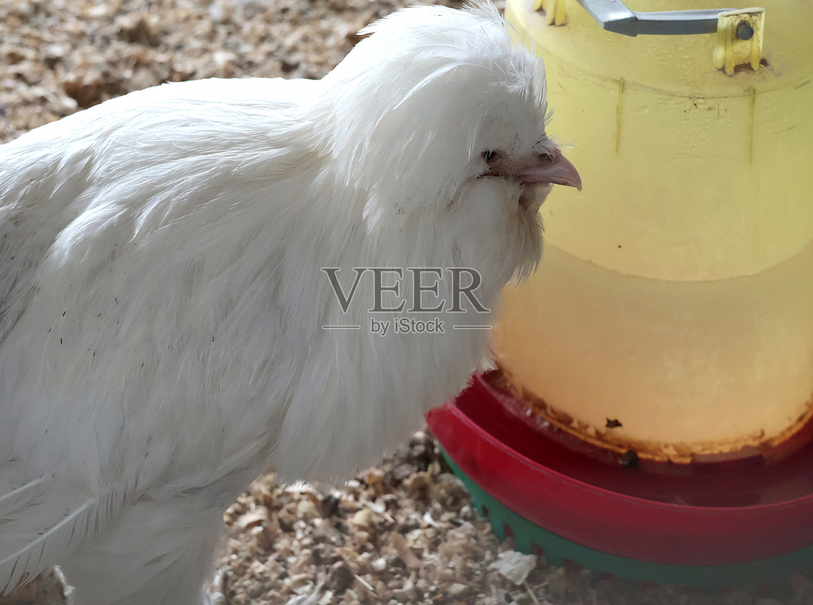 鸡，母鸡在私人农场的鸡舍近距离饮水器。照片摄影图片