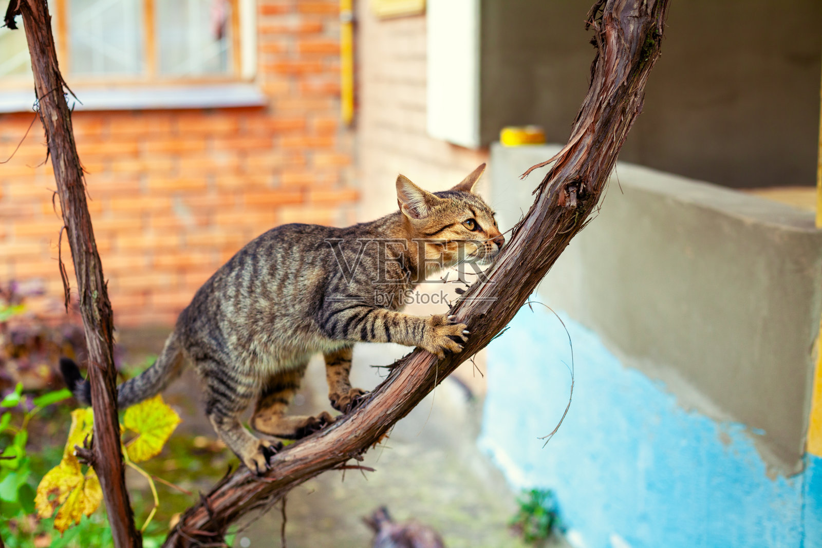 秋天里，一只猫沿着院子里的葡萄藤偷偷地走着照片摄影图片